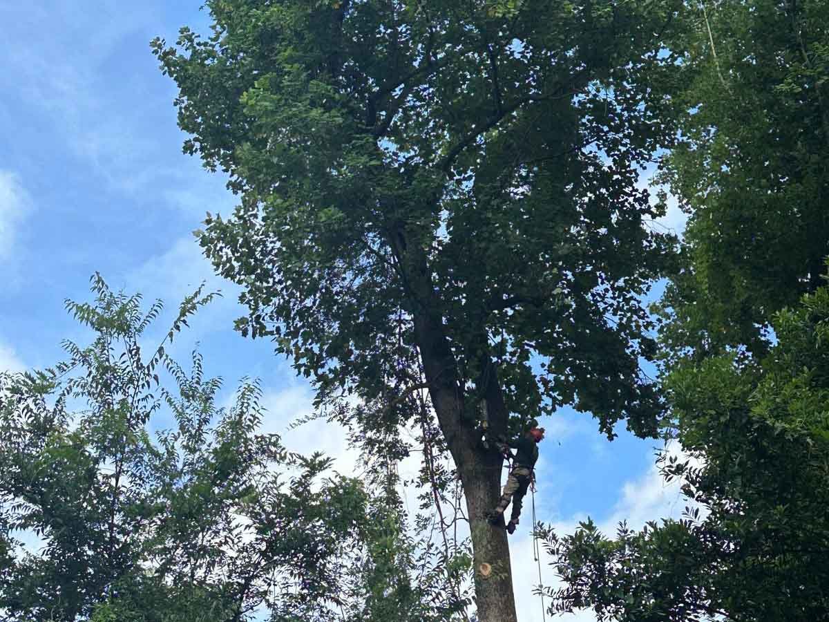 El Costeño Tree Service LLC